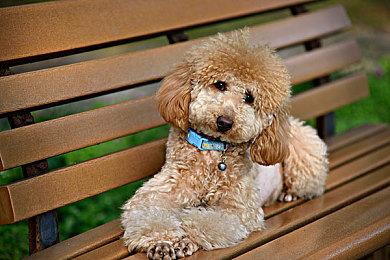 托德表示《夺宝奇兵》新游戏将于明年公布